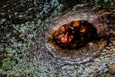 Full frame shot of tree trunk