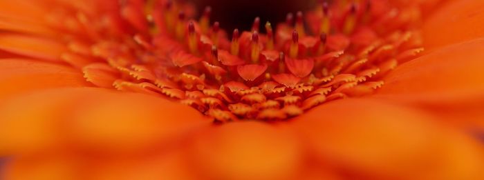 Macro shot of yellow flower