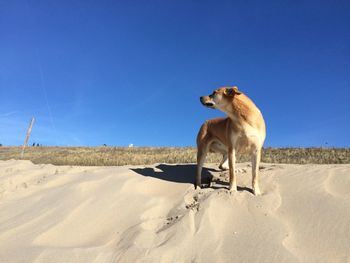 View of dog on land against clear sky