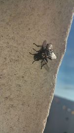 Close-up of insect on wall