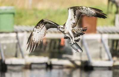 Close-up of seagull flying