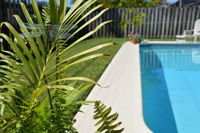 Close-up of rroyal ddarner dragonfly on green palm leaves with backyard swimming pool 