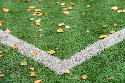 High angle view of leaves on field