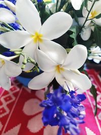 Close-up of white flowering plant