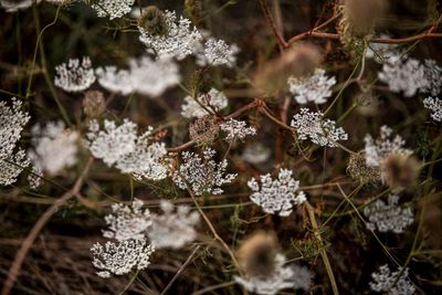 Close-up of frozen flowers