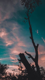 Low angle view of silhouette tree against sky at sunset