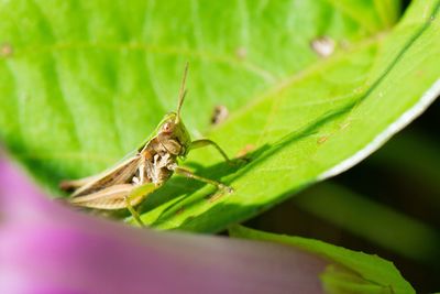 Close-up of insect on leaf