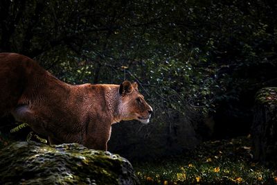 Bavarian wildlife.