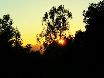 Silhouette of trees at sunset