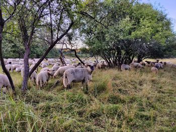 Flock of sheep in a field