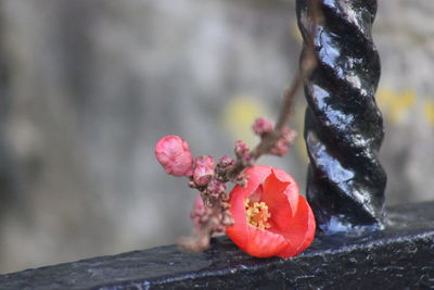 Close-up of red flowers