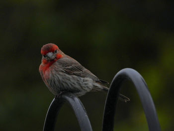 Close-up of a bird perching on a tree