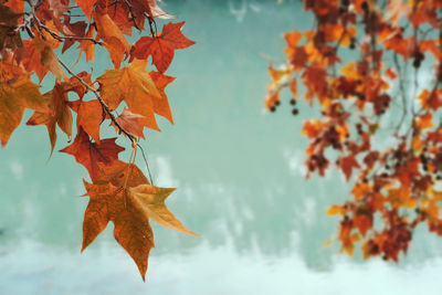 Low angle view of maple leaves against sky