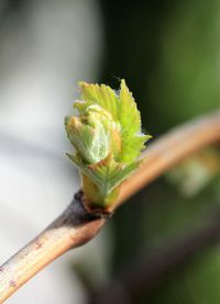 Close-up of flower bud growing outdoors