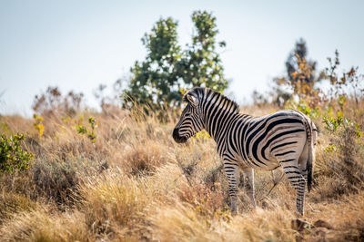 Zebra standing on land