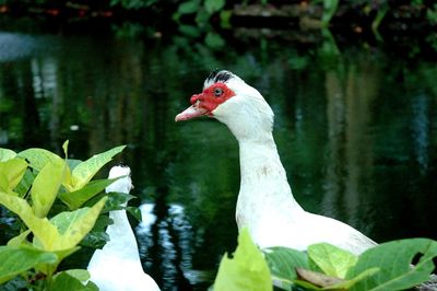 View of a duck in pond