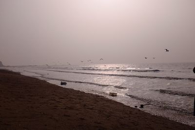 Bird flying over sea