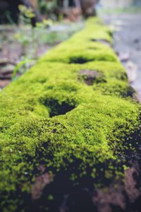 Close-up of moss growing on rock