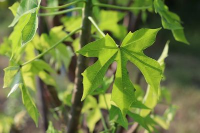 leaf