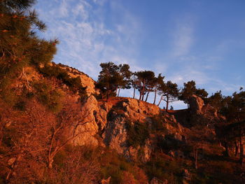 Low angle view of trees against sky