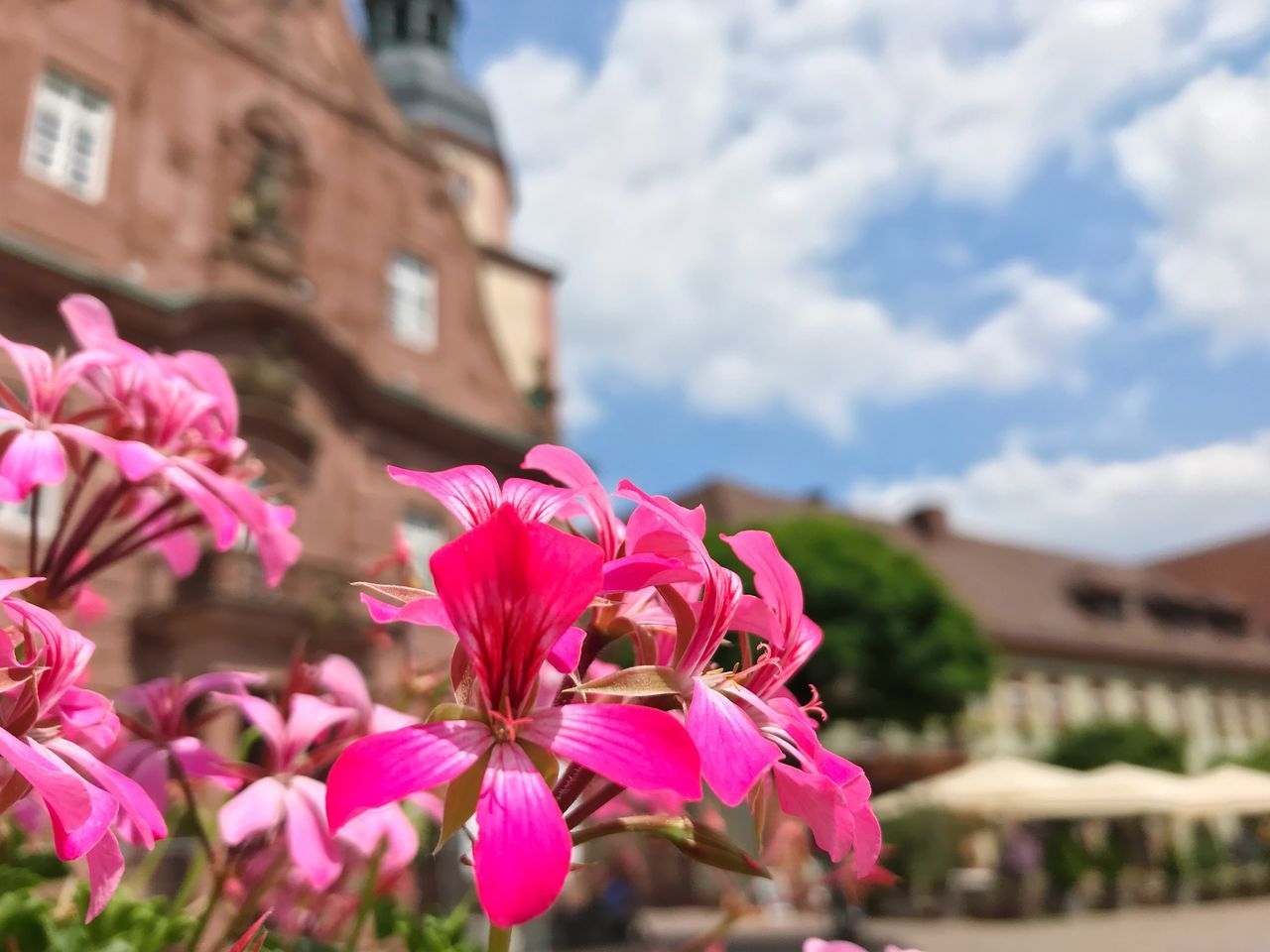 CLOSE-UP OF PINK FLOWERING PLANT BY BUILDING