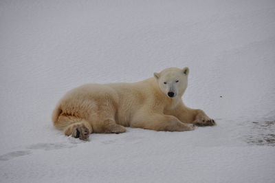 View of a dog on snow