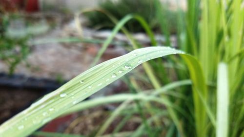 Close-up of water drops on blade of grass