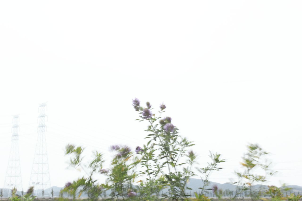 CLOSE-UP OF FLOWER AGAINST CLEAR SKY