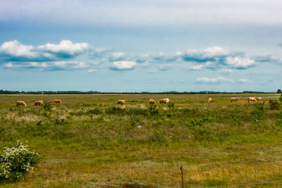 Sheep grazing on field against sky