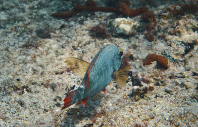 Close-up of crab on ground