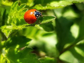 Close-up of ladybug on leaf