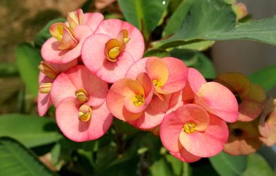 Close-up of pink flowers blooming outdoors