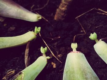 High angle view of fresh vegetables on plant