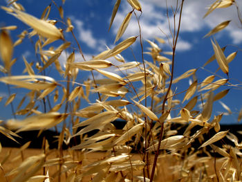 Close-up of plants against sky