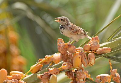 Close-up of bird perching on tree