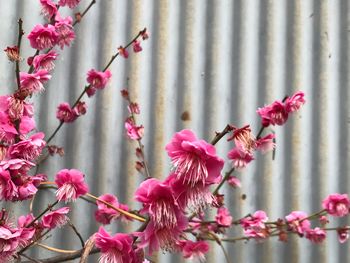 Close-up of pink flowers blooming outdoors