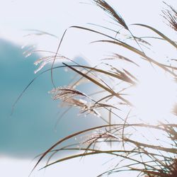 Close-up of a plant against the sky