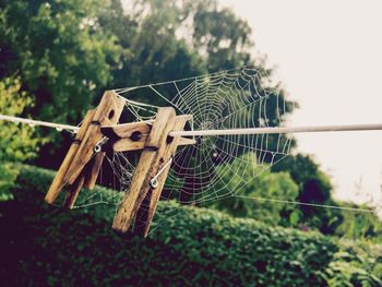 Close-up of spider web