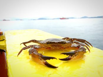 Close-up of crab on pier against lake