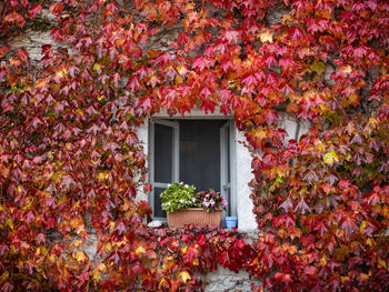 Red ivy on a facade of a building