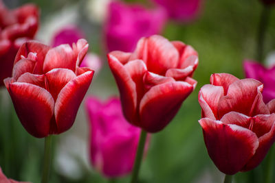 Close-up of pink tulips