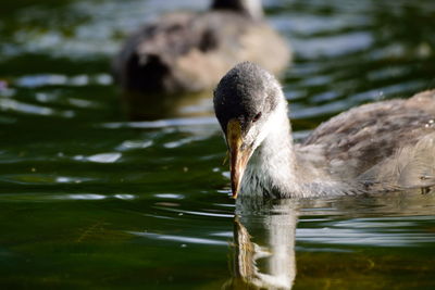 Close-up of duck swimming in lake