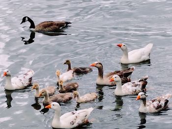 Ducks swimming in lake