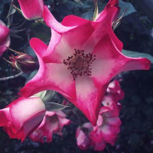 Close-up of pink flowers