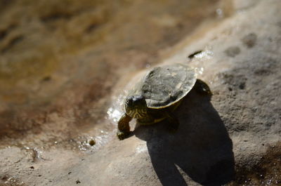 High angle view of a turtle