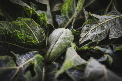 Close-up of fresh green leaves