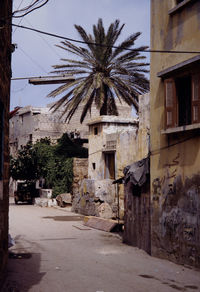 Street amidst palm trees and buildings in city