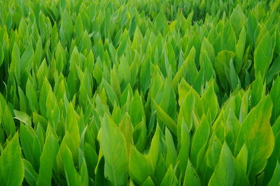 Close-up of crops growing on field