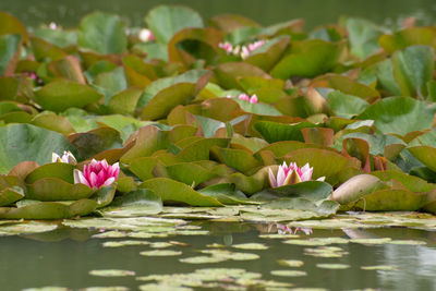 Close-up of pink water lily in lake