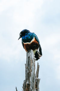 Close-up of bird perching on wooden post against sky